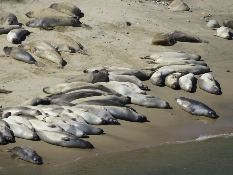 Seals on beach