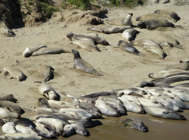 More seals on beach