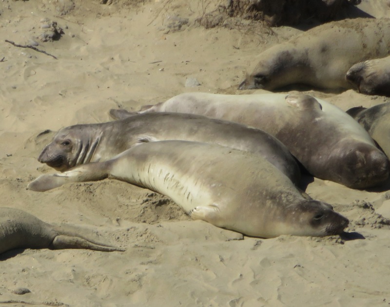 Sleeping seals