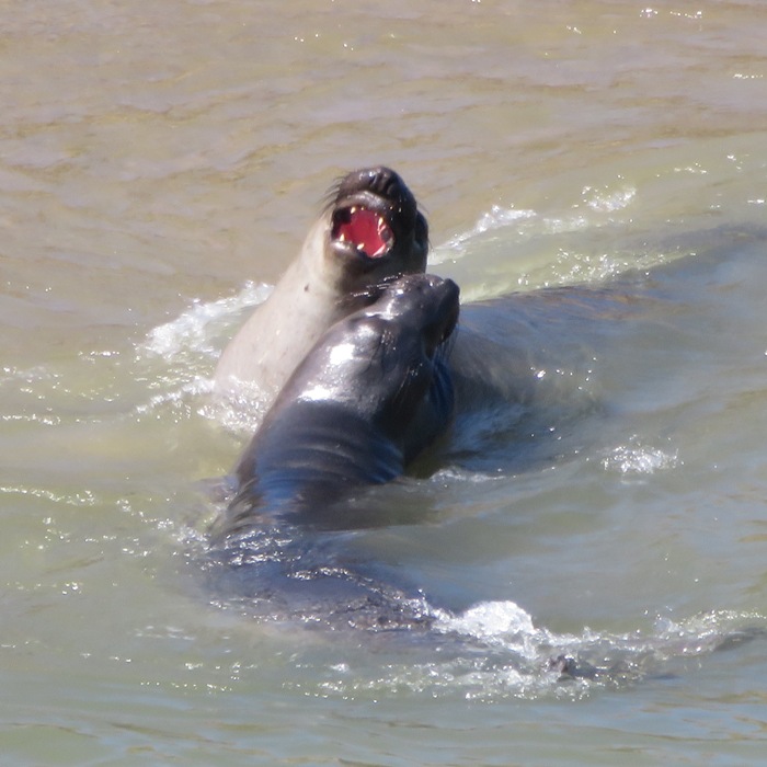 Seals fighting