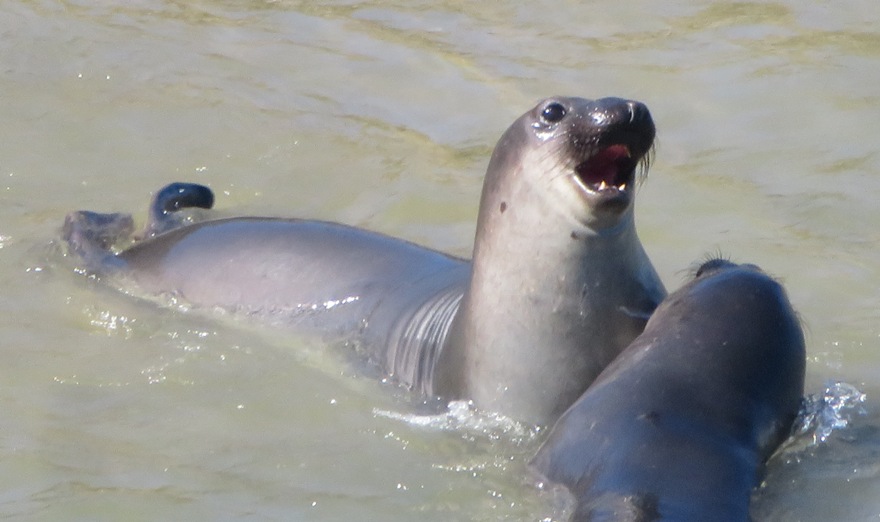 Seals fighting