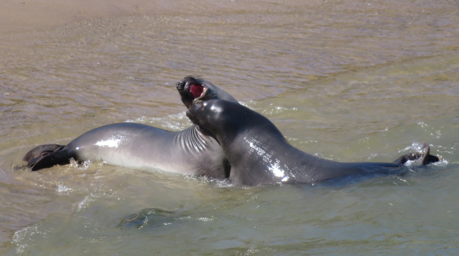 Seals roughhousing