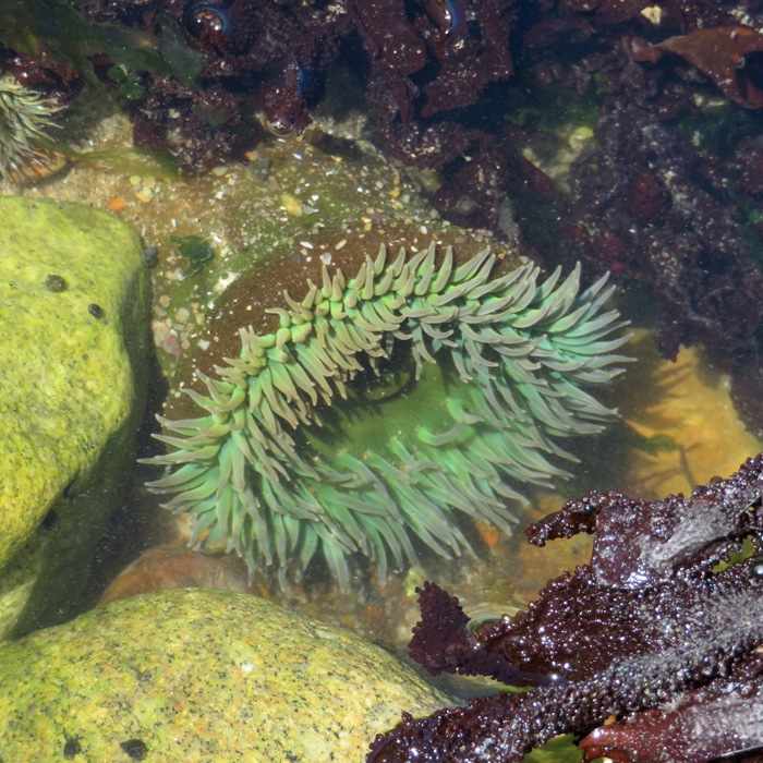 Green sea anemone