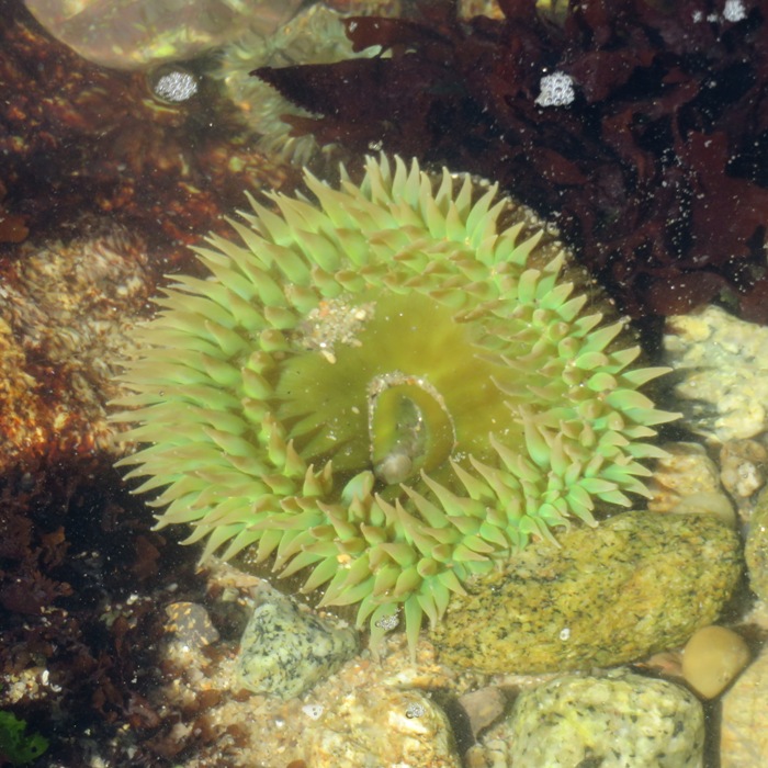 Light green sea anemone