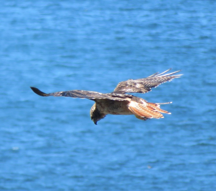 Raptor hovering