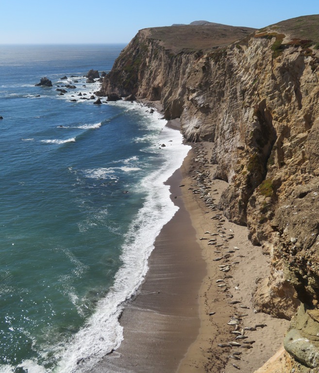 Seals on beach next to steep cliff