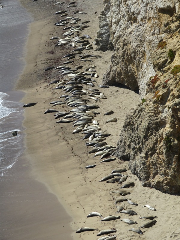 Seals on beach