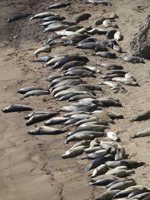 Close-up of seals