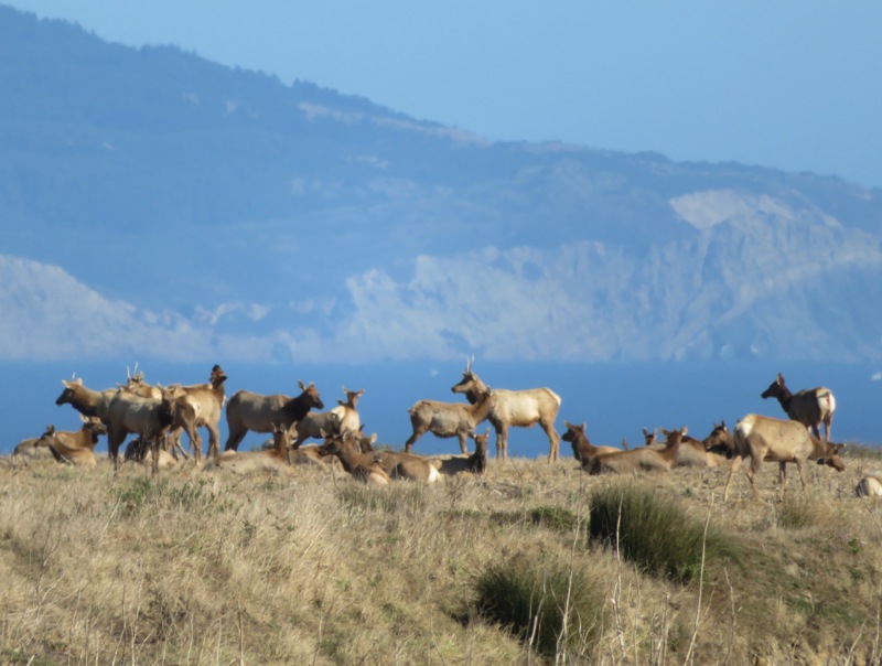 Tule elk