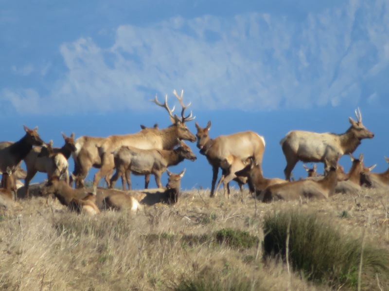 Zoomed-in view of Tule elk