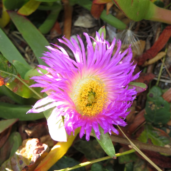 Ice plant flower