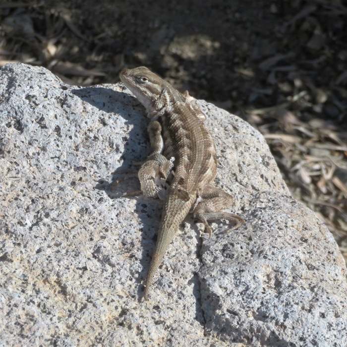 Some type of Fence Lizard