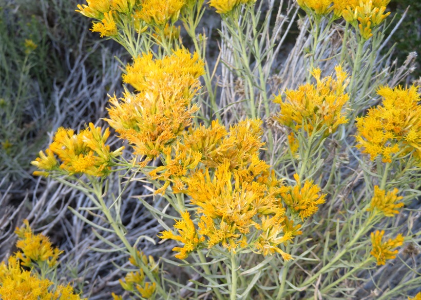 Rabbitbrush flowers