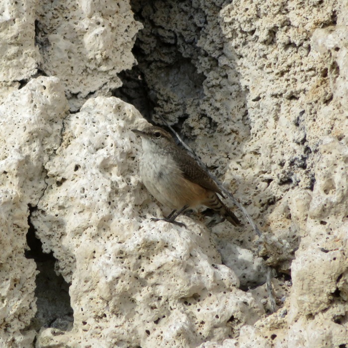 Sage thrasher