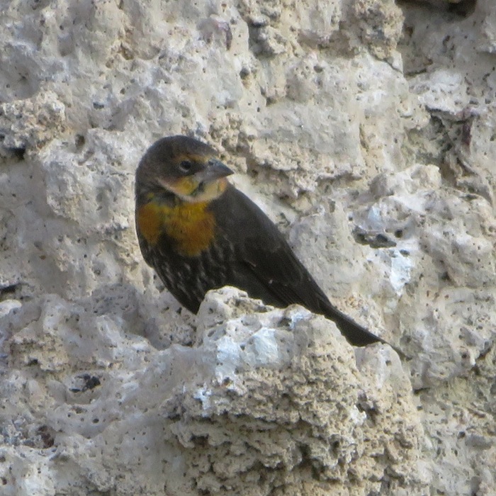 Female yellow-headed blackbird