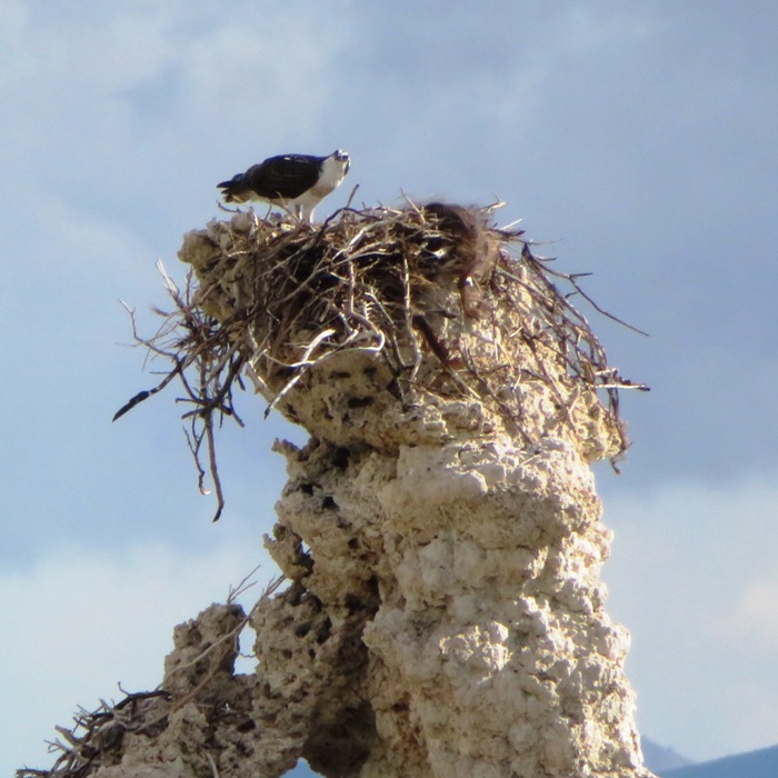 Osprey on nest