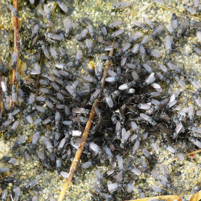 Alkali flies