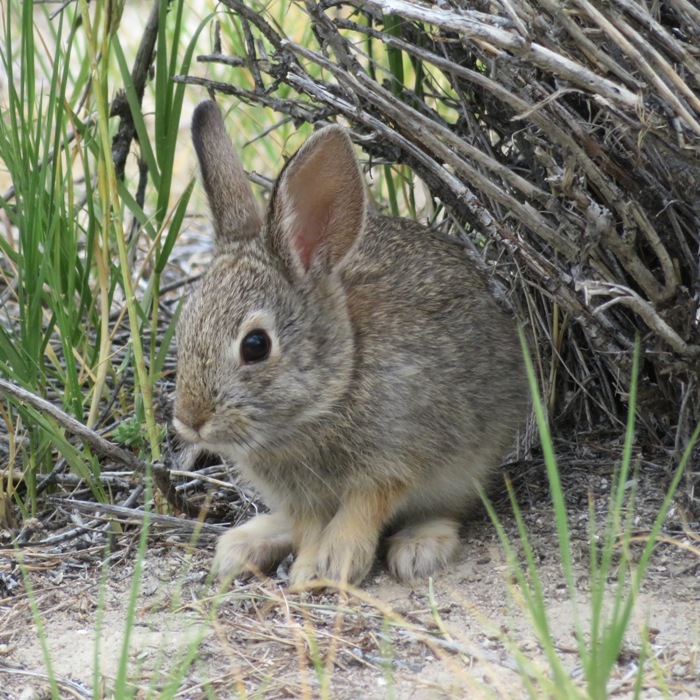 Rabbit under bush