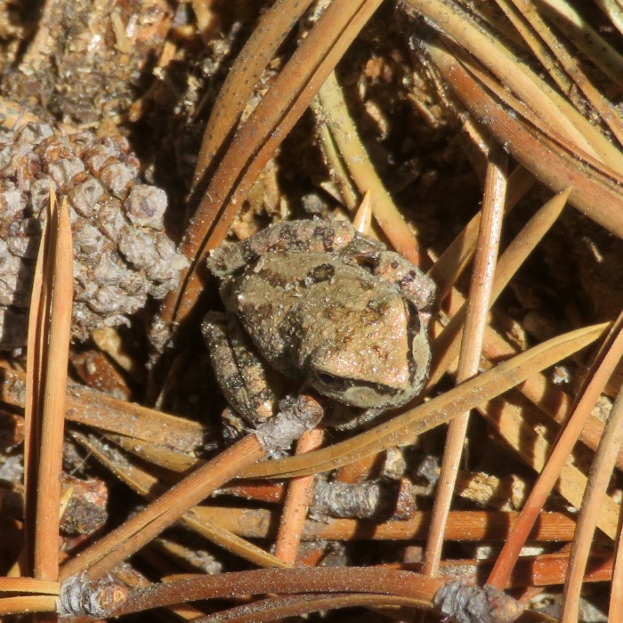 Small frog