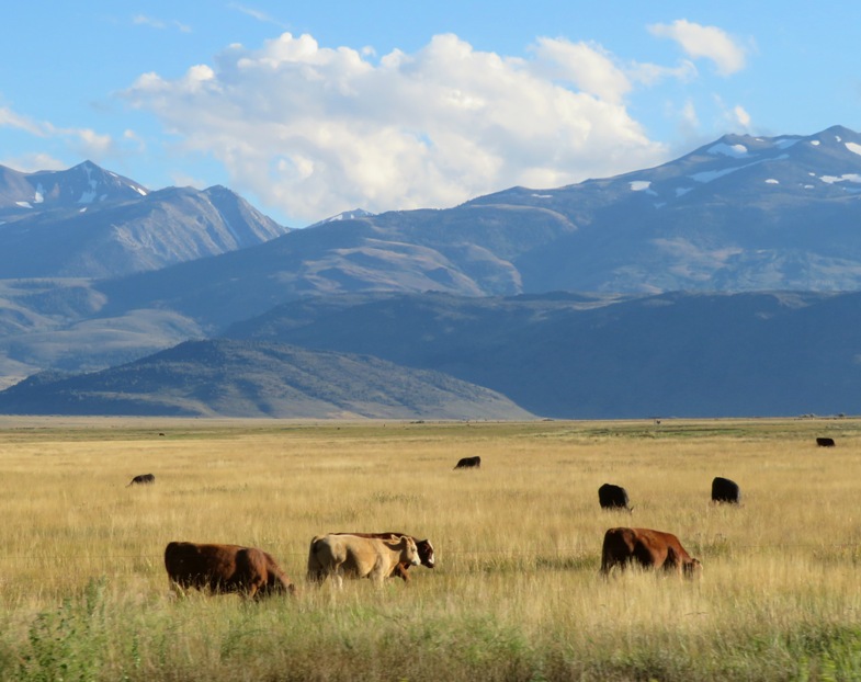 Cows grazing