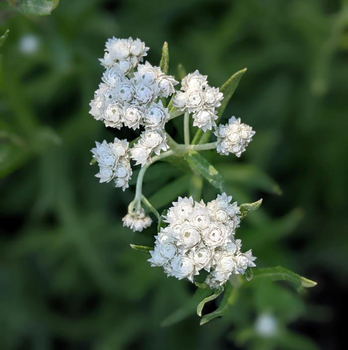 I believe this small, white flower is Western Pearly Everlasting