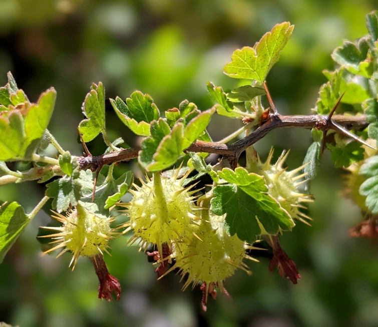 I don't know what this spiky green fruit is