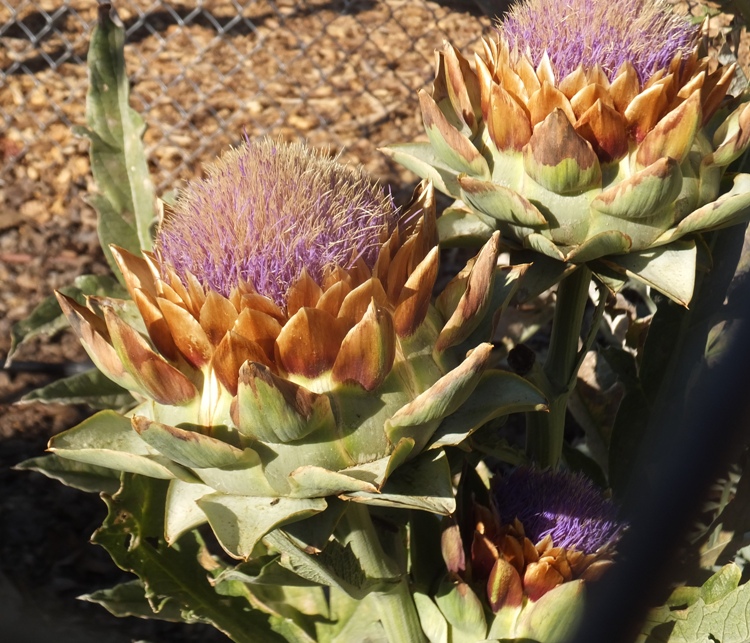 Flowering artichoke