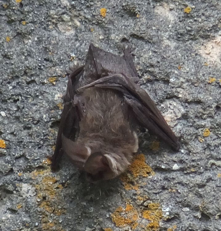 Bat