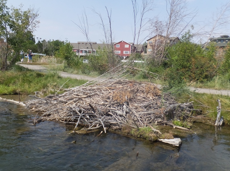 Beaver lodge