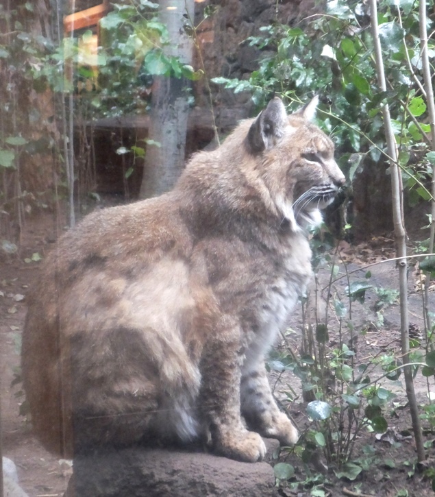 Bobcat