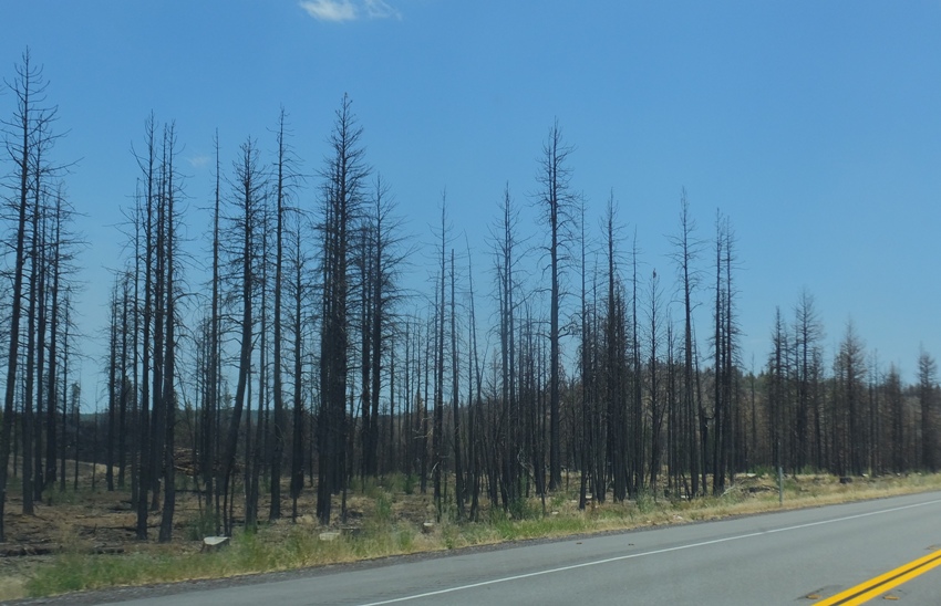 Burnt trees along the side of the road