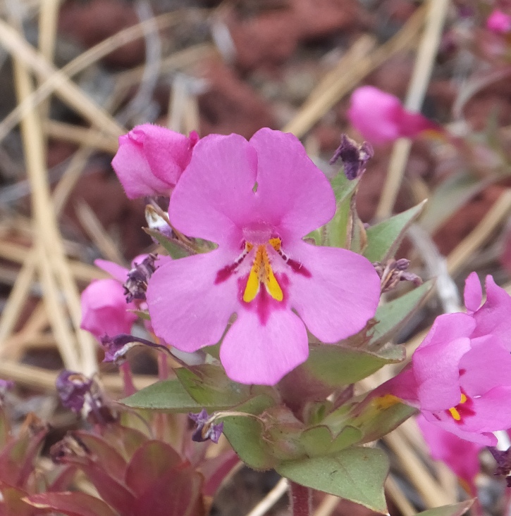 Wildflowers