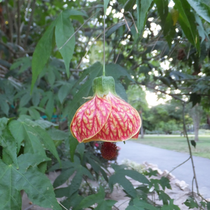 Exotic flower I could not identify