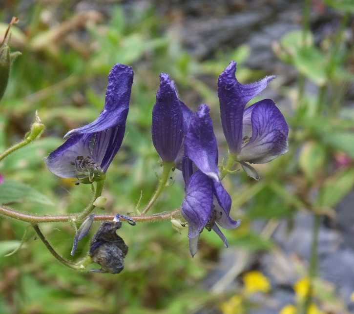 Western Monkshood