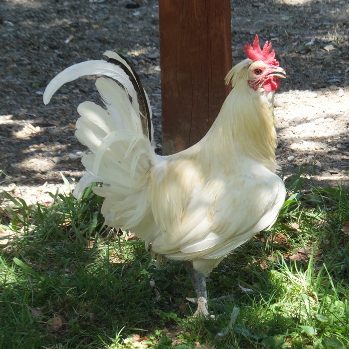 White chicken