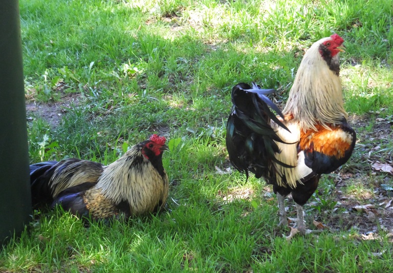 Two colorful chickens