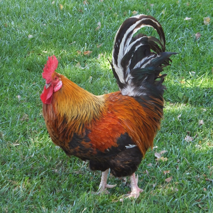 Beautiful rooster