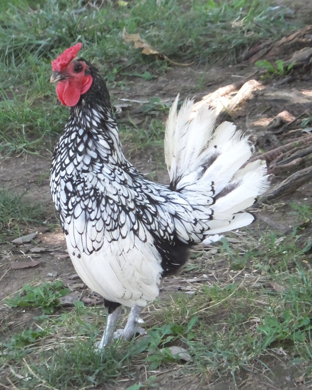 Black and white bantam rooster