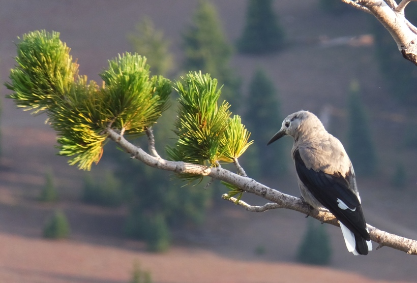 Clark's Nutcracker