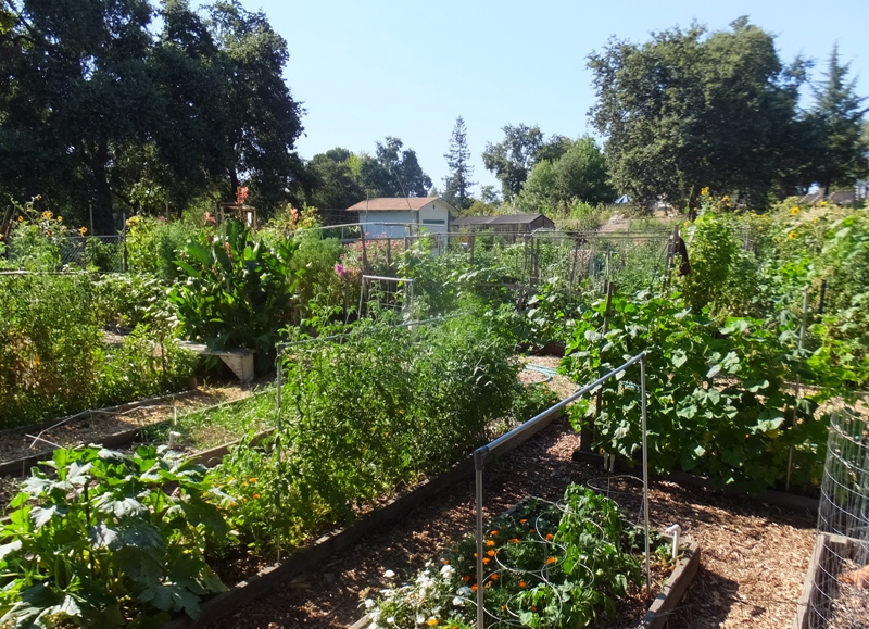 Vegetables growing in raised garden beds