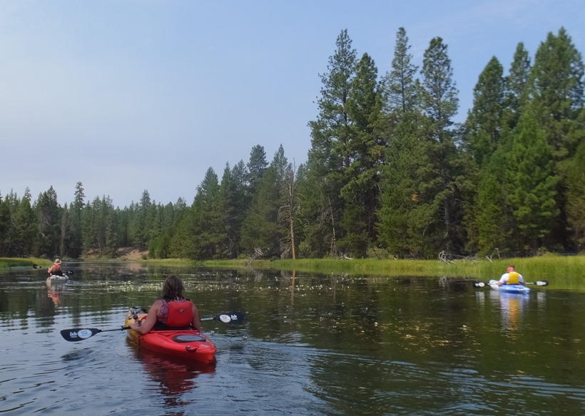 Pine lined river