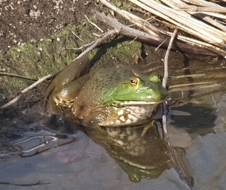 Large frog