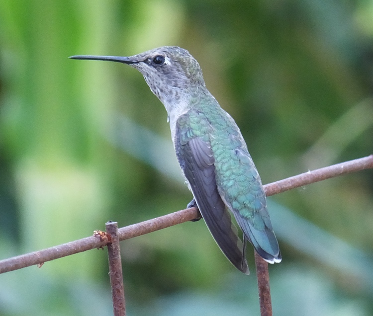 Perched hummingbird