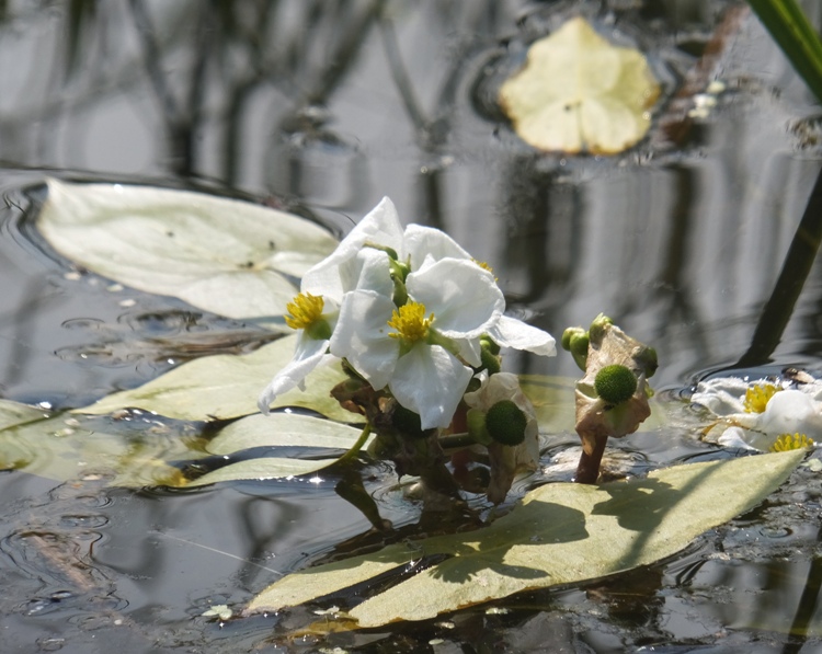 Flower past its prime