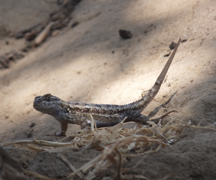 Western fence lizard