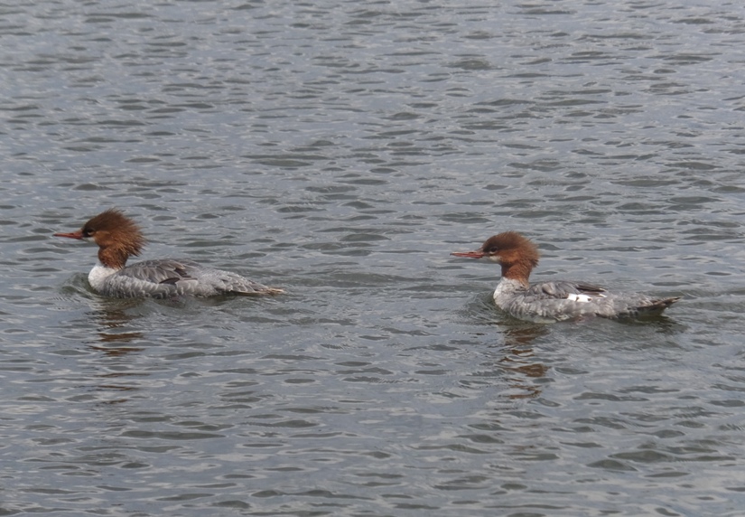 Mergansers