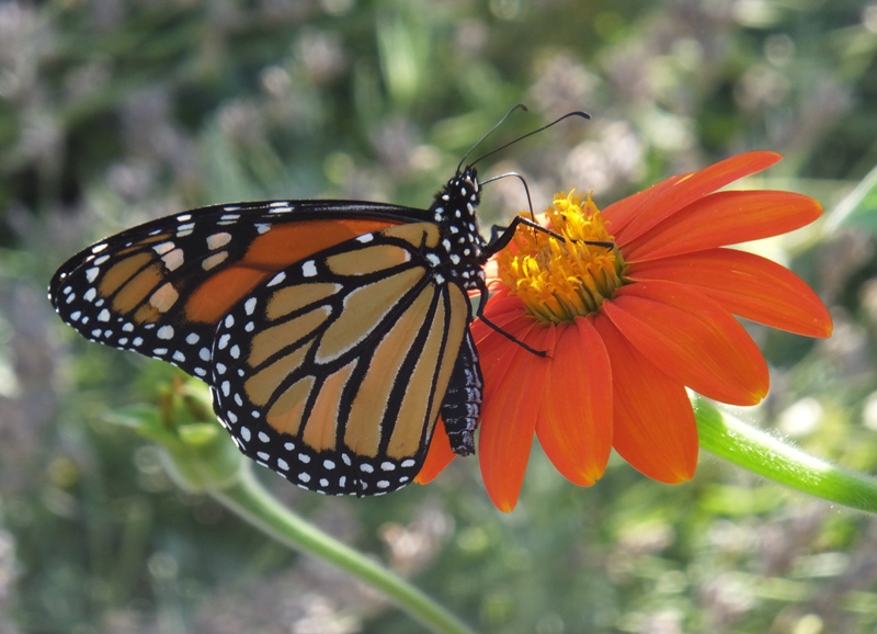 Monarch butterfly