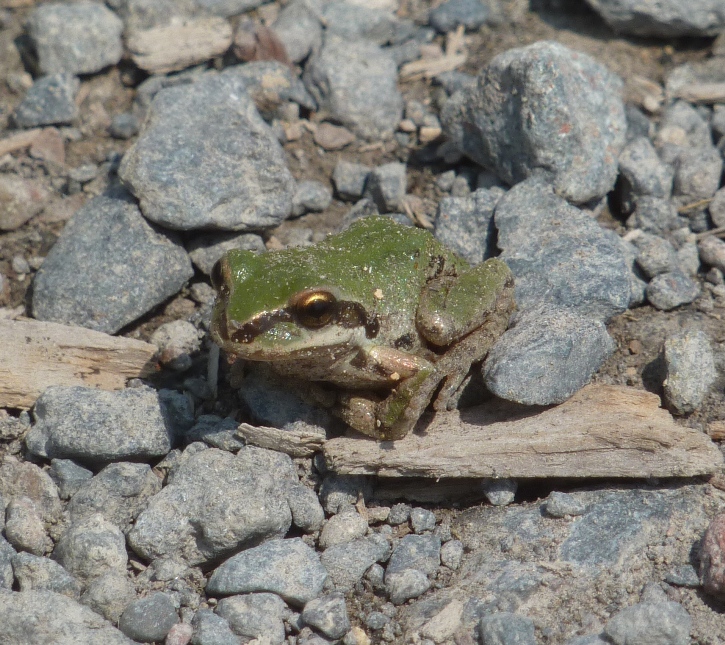 Small frog