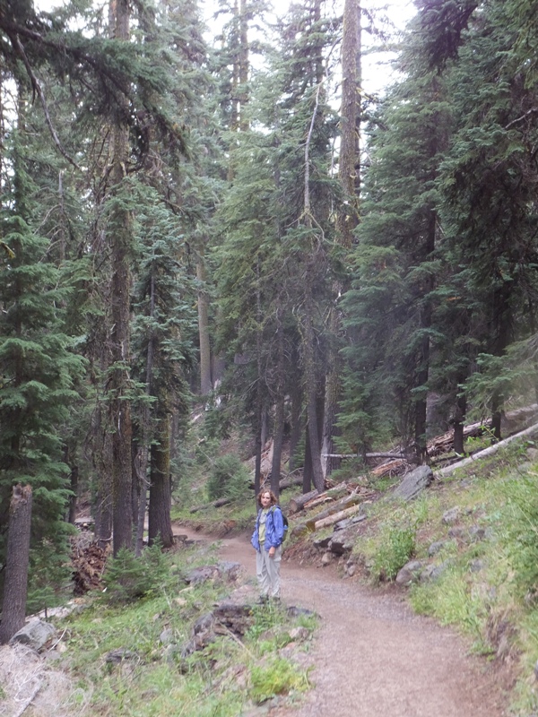 Norma in a pine forest