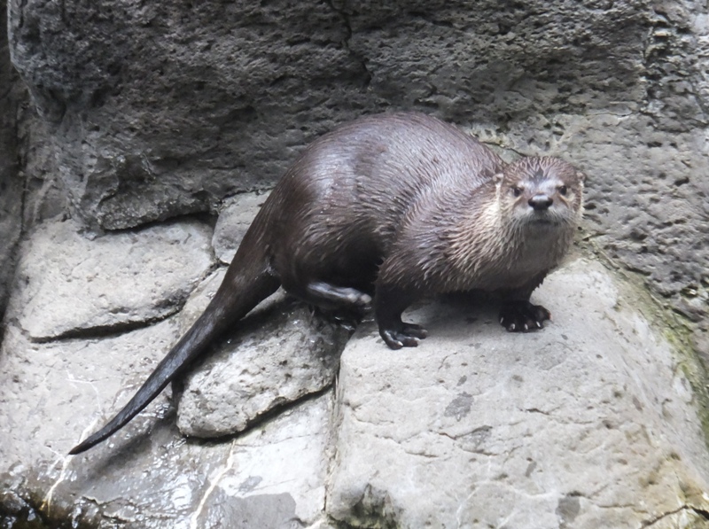 River otter